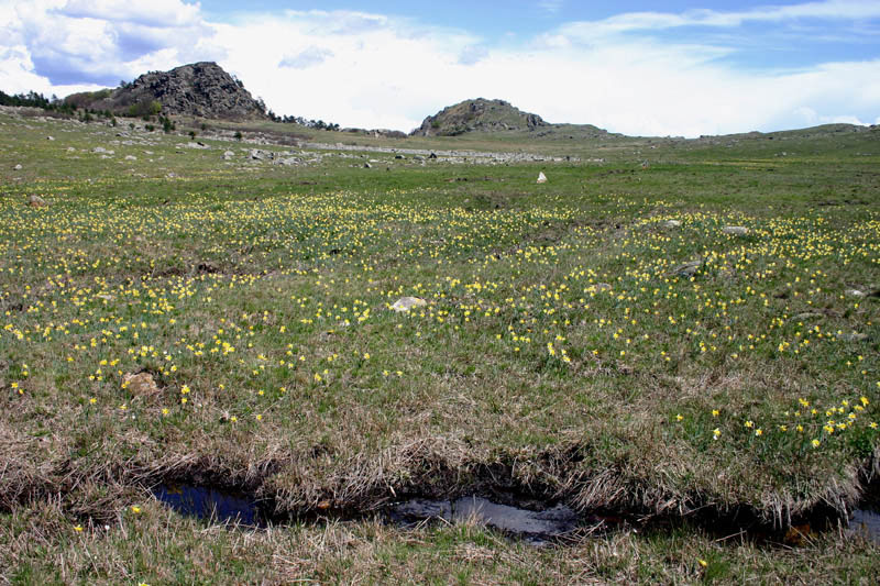 Narcissus pseudonarcissus